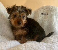 Yorkies Ready For New Homes!