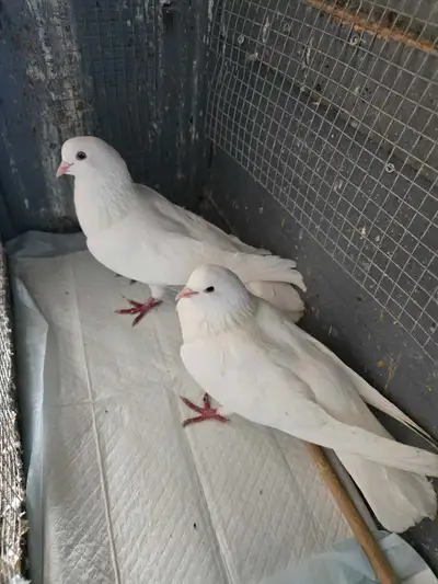 Pigeons High Flyers, View more