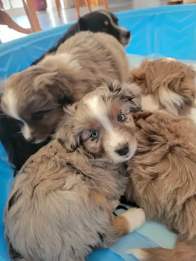 Chiots berger australien miniatures à vendre !, View more