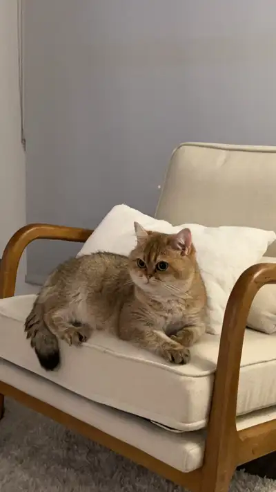 Golden British Shorthair Cat, View more