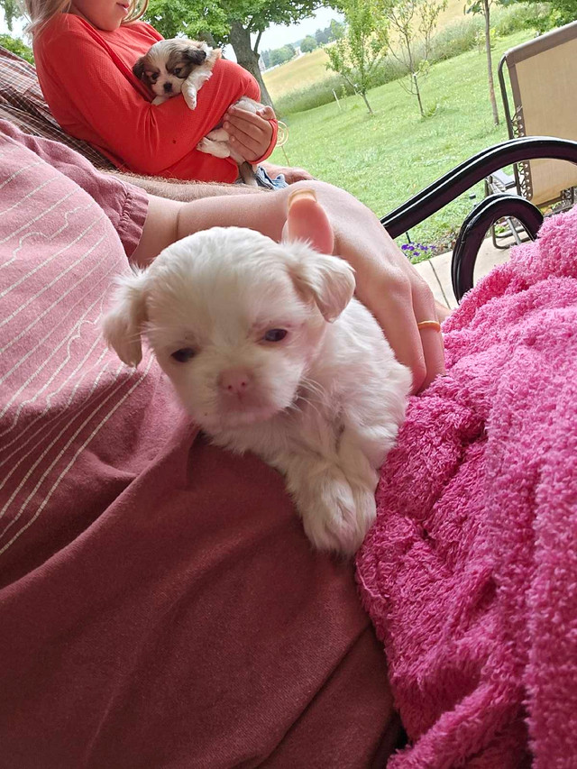 Puppies for adoption! Japanese Finchows in Dogs & Puppies for Rehoming in Owen Sound - Image 2