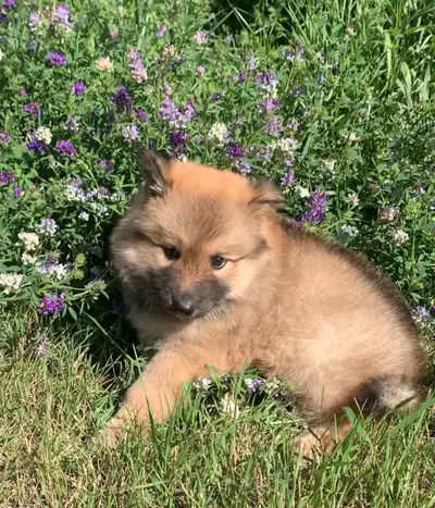 The Ultimate Shepsky(Tamaskan), View more