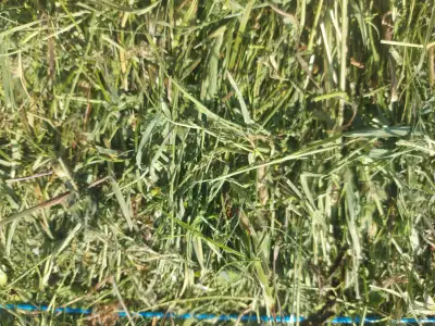 2025 Small Square Hay Bales, View more