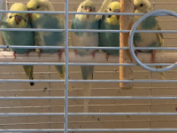 Budgie birds for sale