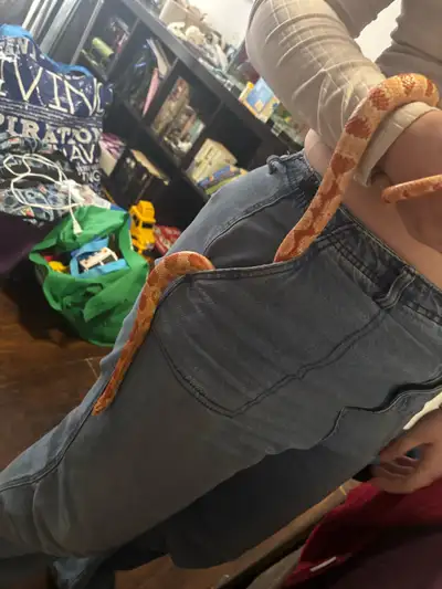 Sub-Adult Male Aztec Albino Corn Snake , View more