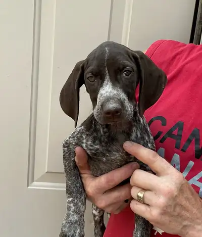 German Shorthaired Pointer Puppy, View more