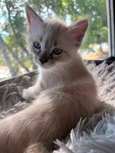 1 female and 3 males left. Dad is a Lynx point ragdoll and mom is a Ragamese, Lynx point ragdoll Sia...