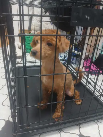 Toy poodle, View more