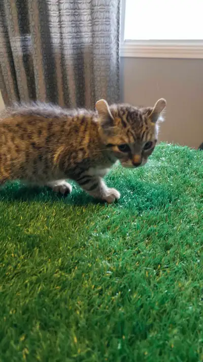 2 chatons males HIGHLAND LYNX no tails / pas de queux, View more