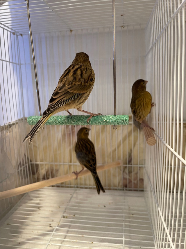 Birds/Canary in Birds for Rehoming in Burnaby/New Westminster