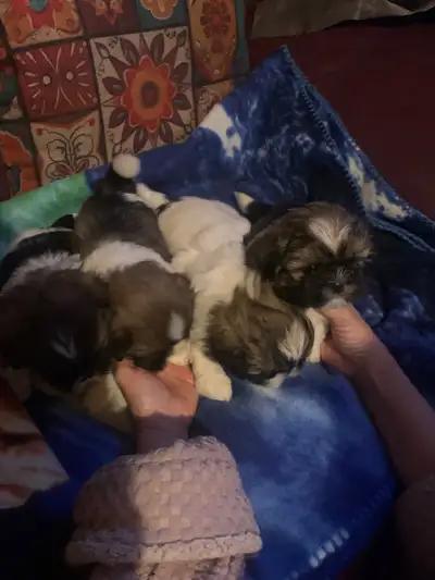 shitzu puppies for sale, View more
