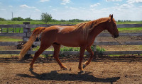 At Stud, Tennessee Walking Horse Stallion