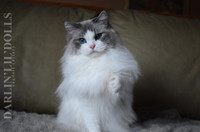 TICA Registered Ragdoll available! 