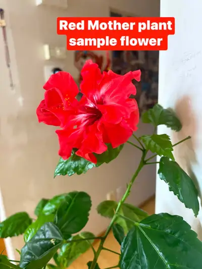 Red Hibiscus Double Petal Flower , View more