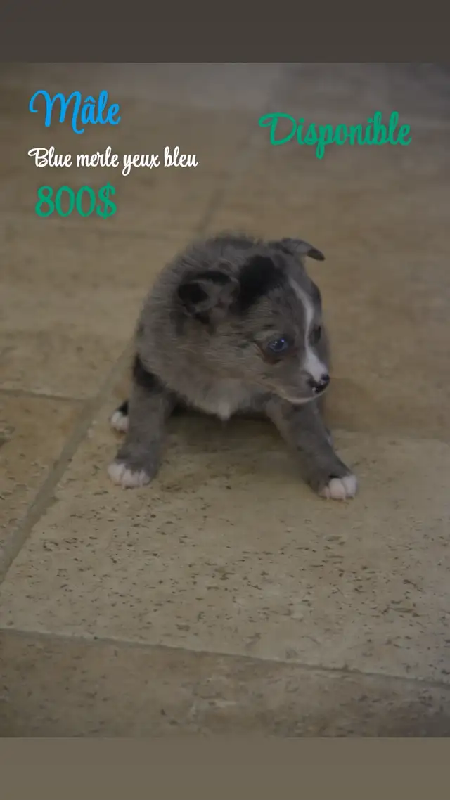 chiot pomsky | Dogs & Puppies for Rehoming | Laurentides | Free local ...