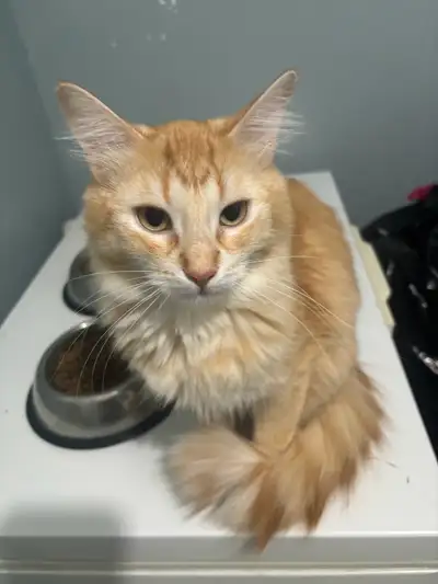 I have a nice pair of girls available to a good home. The orange tabby is a year old and the seal to...