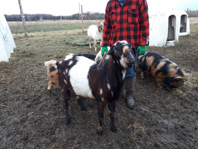 Bouc Nubien / Chèvre dans Animaux de ferme  à Ville de Québec - Image 3
