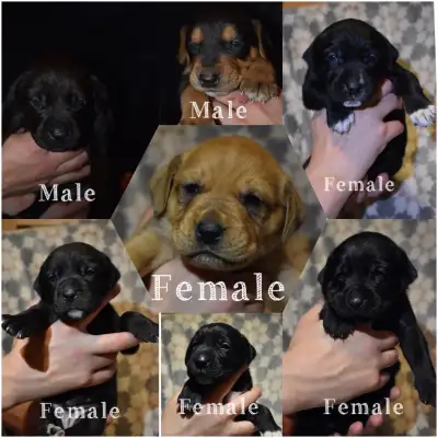 chiots  /puppies golden retriever mix, View more