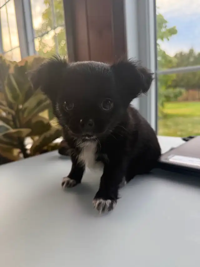 Chihuahua Puppies in Dogs & Puppies for Rehoming in Gatineau - Image 4