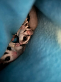 Sugar gliders. 