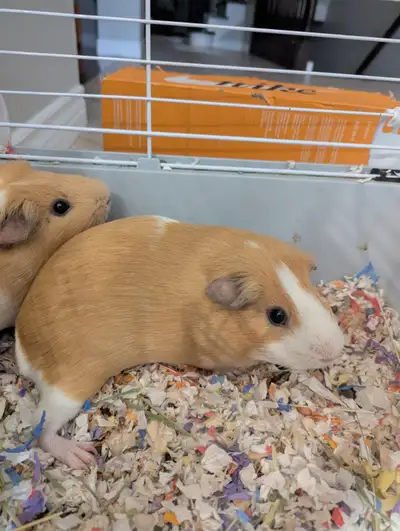 Free Bonded Male Guinea Pigs - 8 months old - Rehoming, View more
