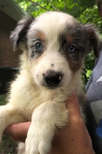 CKC registered Australian Shepherd puppies