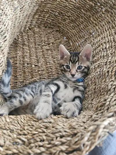 Exotic Bengals 2 Go 2 Their FURR-ever Home(s), View more