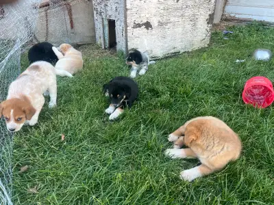 Adorable puppies for sale, View more