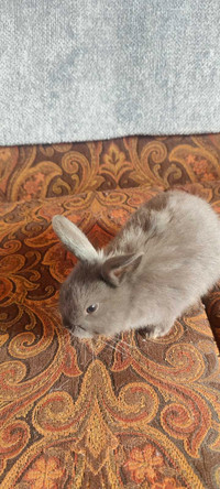 Baby rabbit for sale 