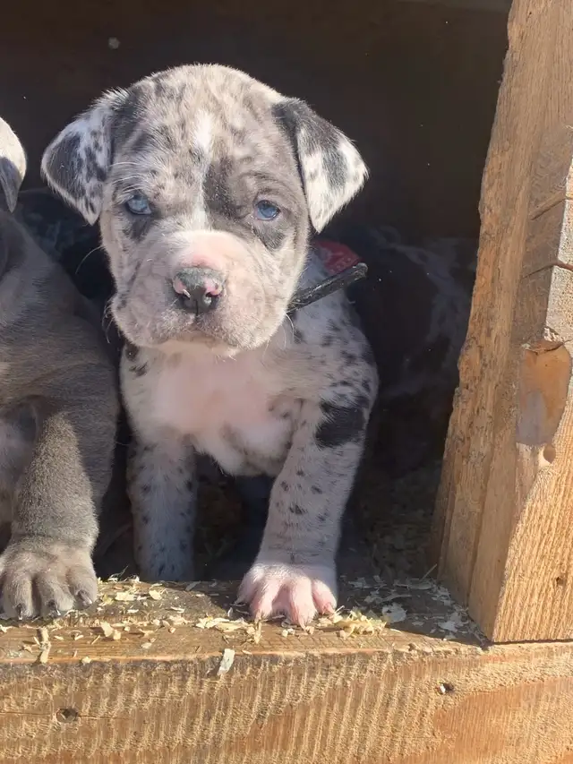 Boerso  cane corso boerboel  in Dogs & Puppies for Rehoming in Lethbridge - Image 10
