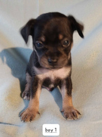 BEAUTIFUL CHIHUAHUA PUPPIES, LONG AND SHORT HAIRED