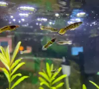 Yellow tiger endlers (pickup in Arbour Lake NW)