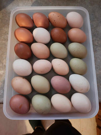 Farm fresh eggs  