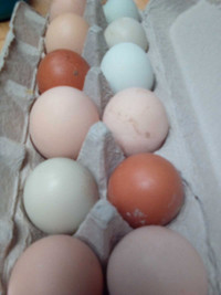 Fertile barnyard mix chicken eggs
