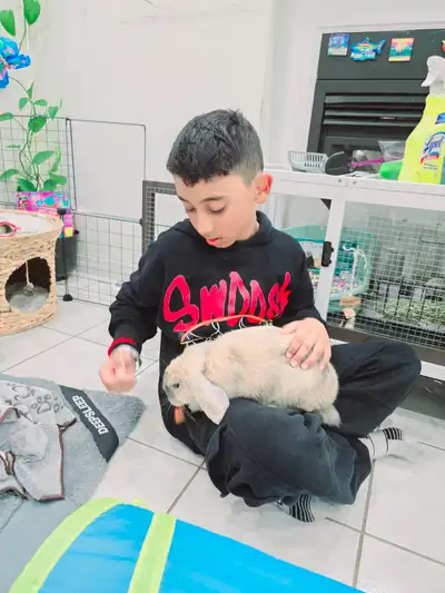 Complete Bunny Package - 9 Month Old Cutie With All Essentials., View more