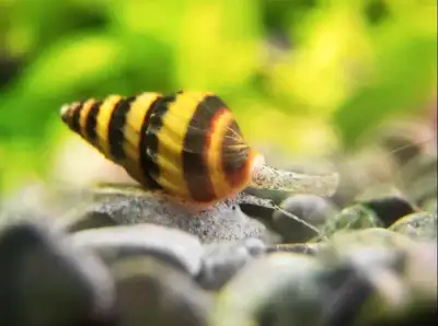 Assasin Snail, View more