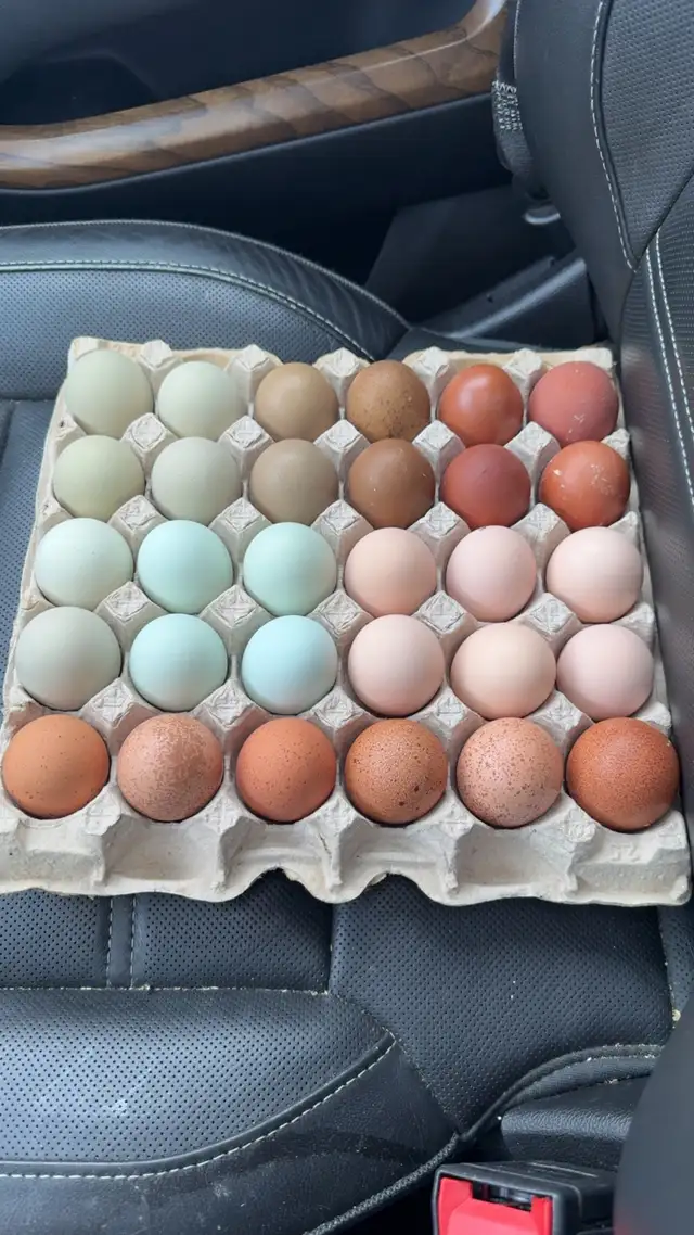 BYM Hatching Eggs in Livestock in St. Albert - Image 3