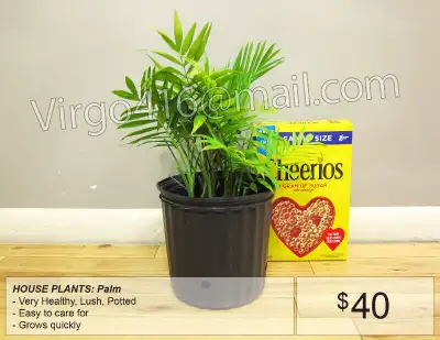 ~ Various House Plants: PALM ~, View more