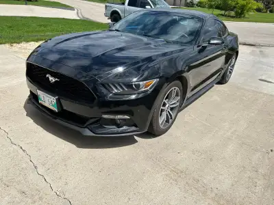 Mustang Premium 