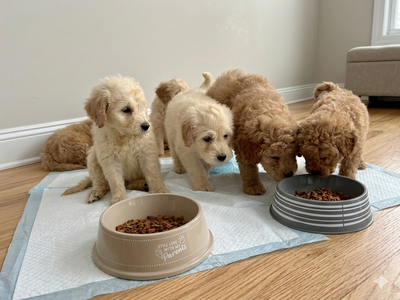 F1b medium  goldendoodle puppies, View more