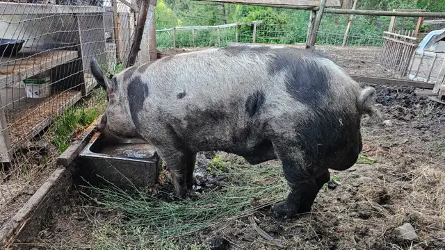 Boar looking for new home in Livestock in Vernon - Image 3