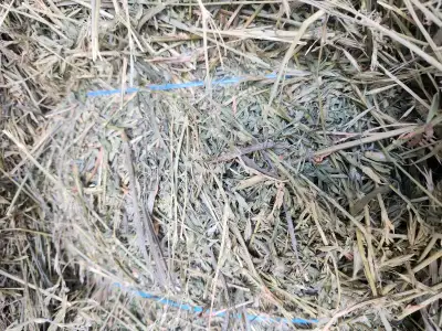For sale Very nice small square hay bales. Bales are appoximalty 60lbs. 85% alfalfa 15%grasses. Aski...