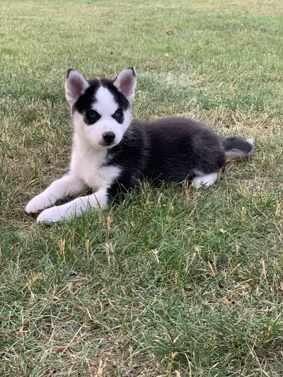Pomsky puppies, View more