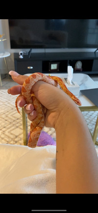 Corn snake 