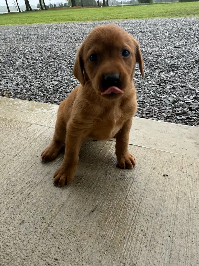 ckc yellow fox red Labrador retriever puppies in Dogs & Puppies for Rehoming in Norfolk County - Image 4