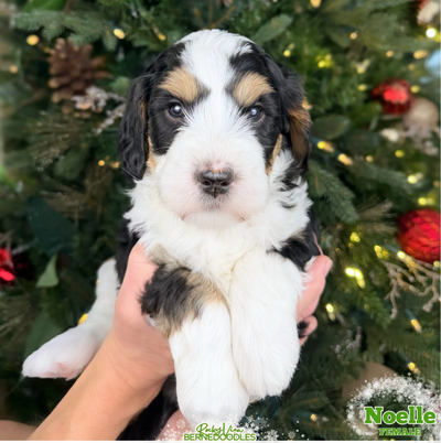 Looking for a forever pup and want to partner with a trusted breeder? We have 2 female mini/medium B...