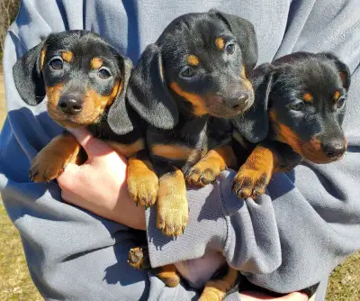 Miniature dachshund puppies, View more