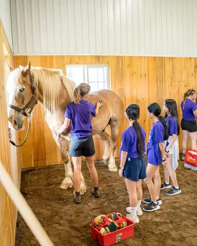 Looking for friendly Gelding, View more