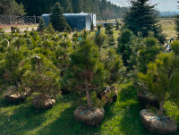 Nursery trees-Austrian pine