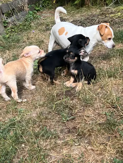 Mixed Breed Puppies, View more